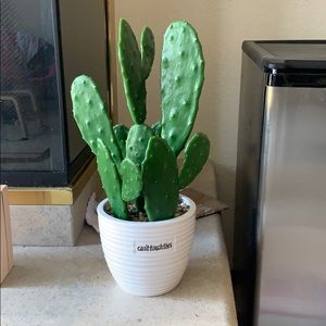 Can’t touch this cactus